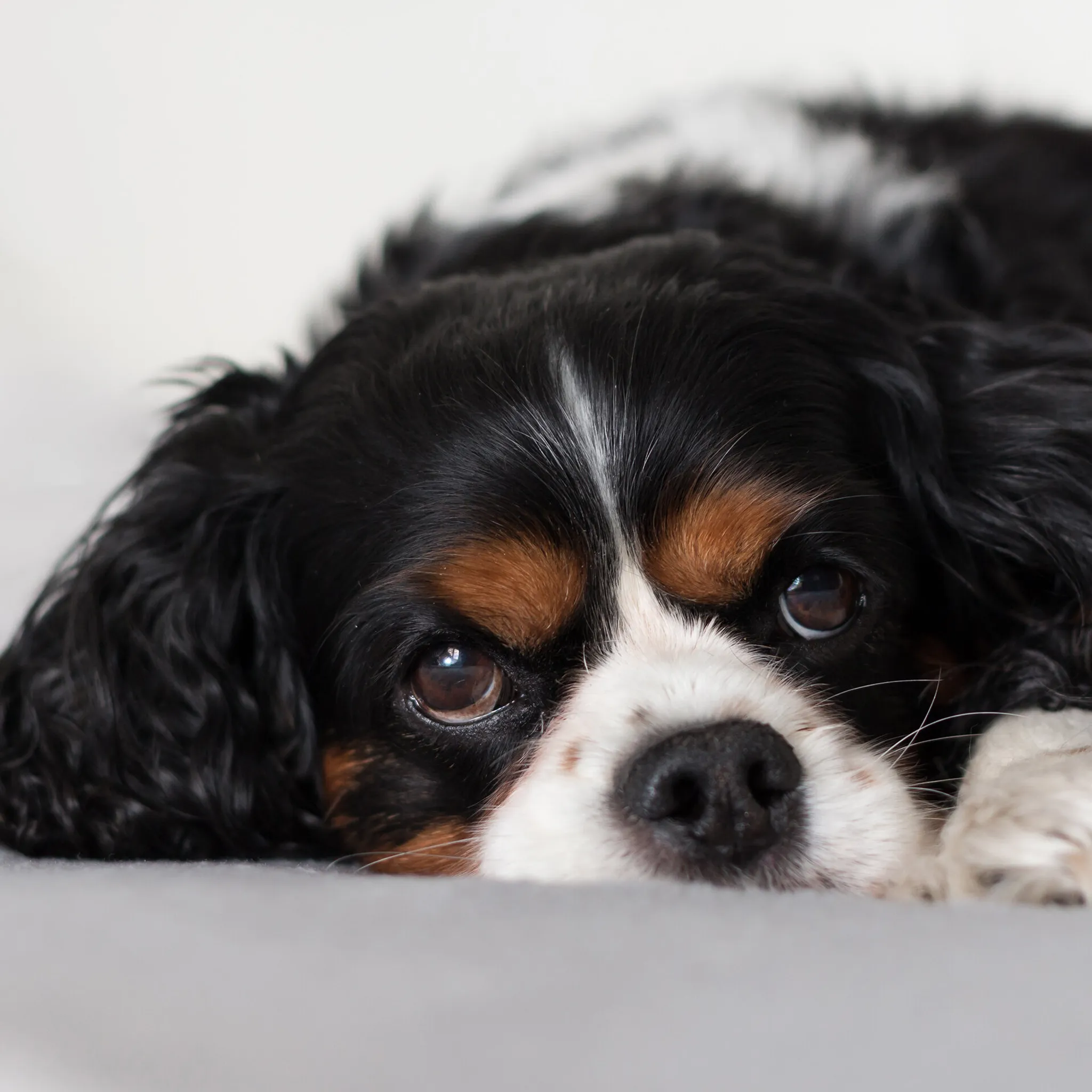 Combined Puppies, Manners and Life Skills Classes