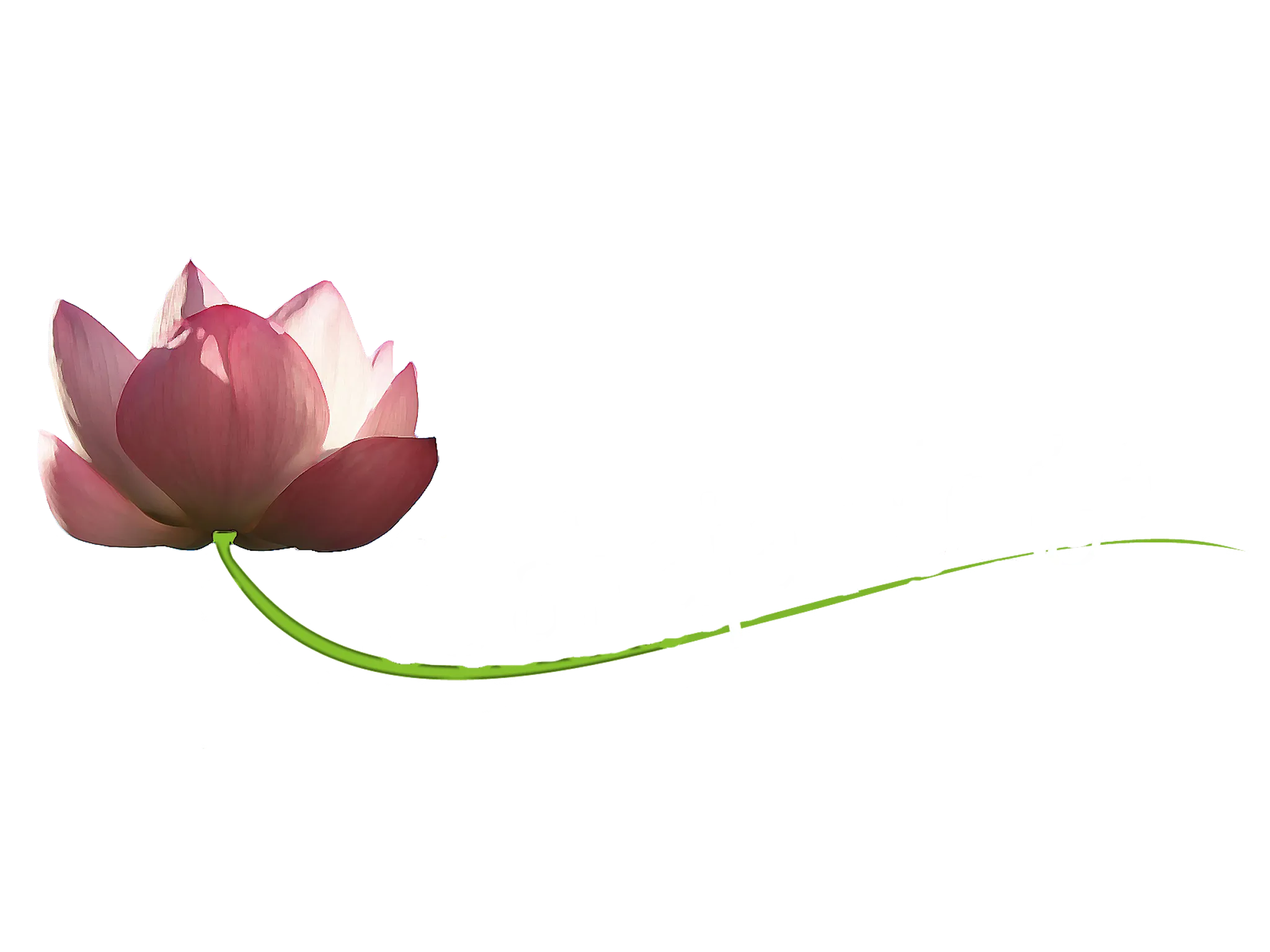 Sahaja Yoga Méditation Nantes