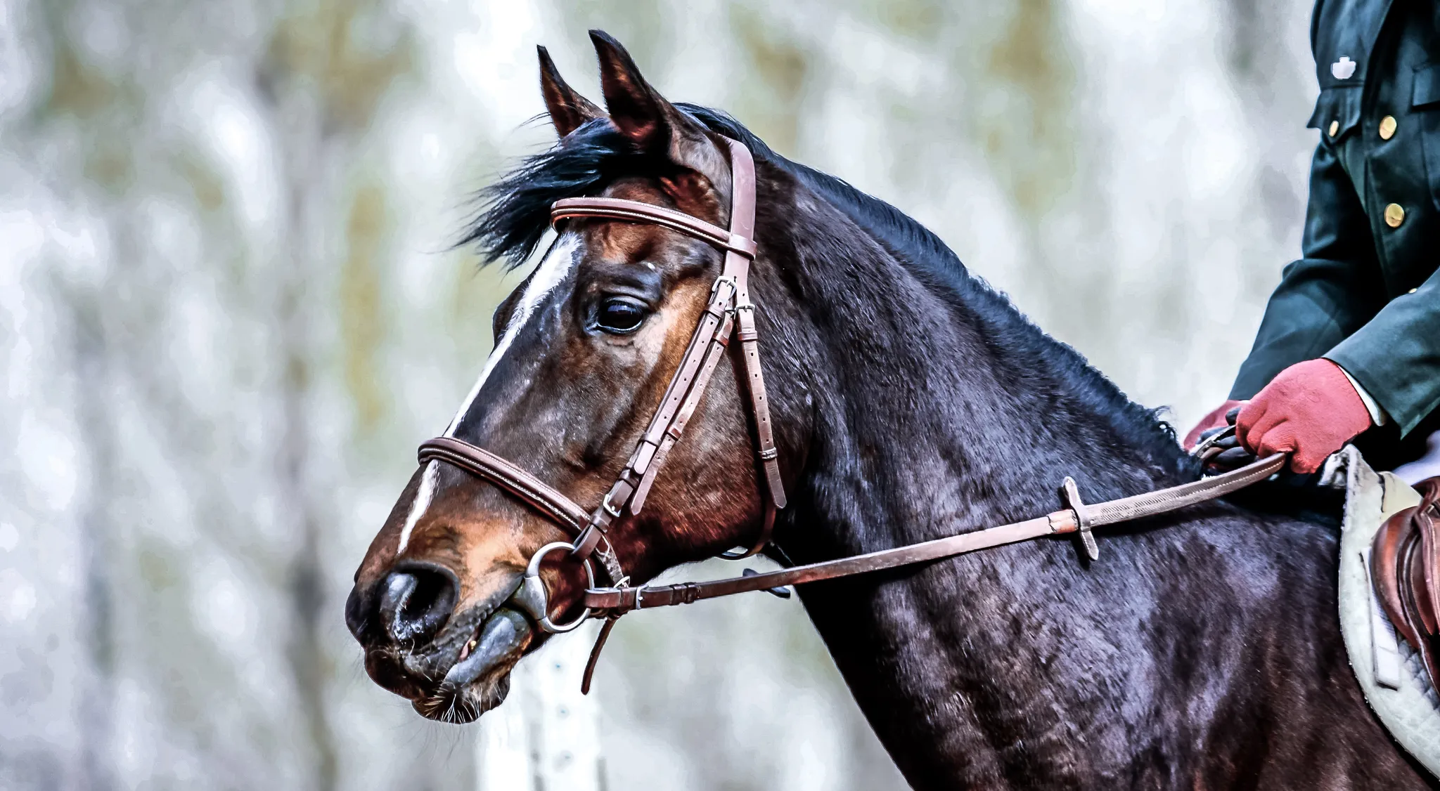 Modern Pentathlon banner
