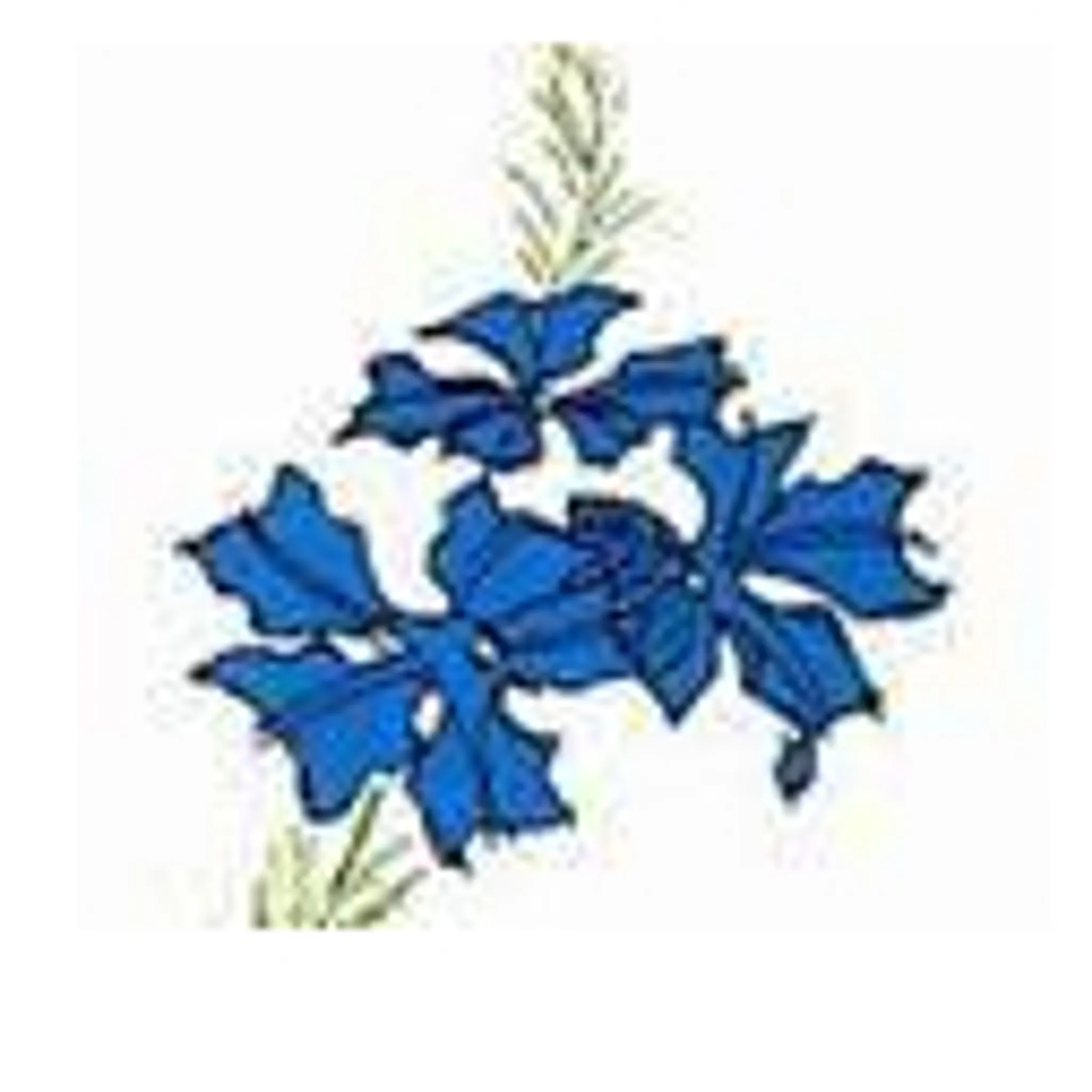 Leschenault Ladies Darts Association