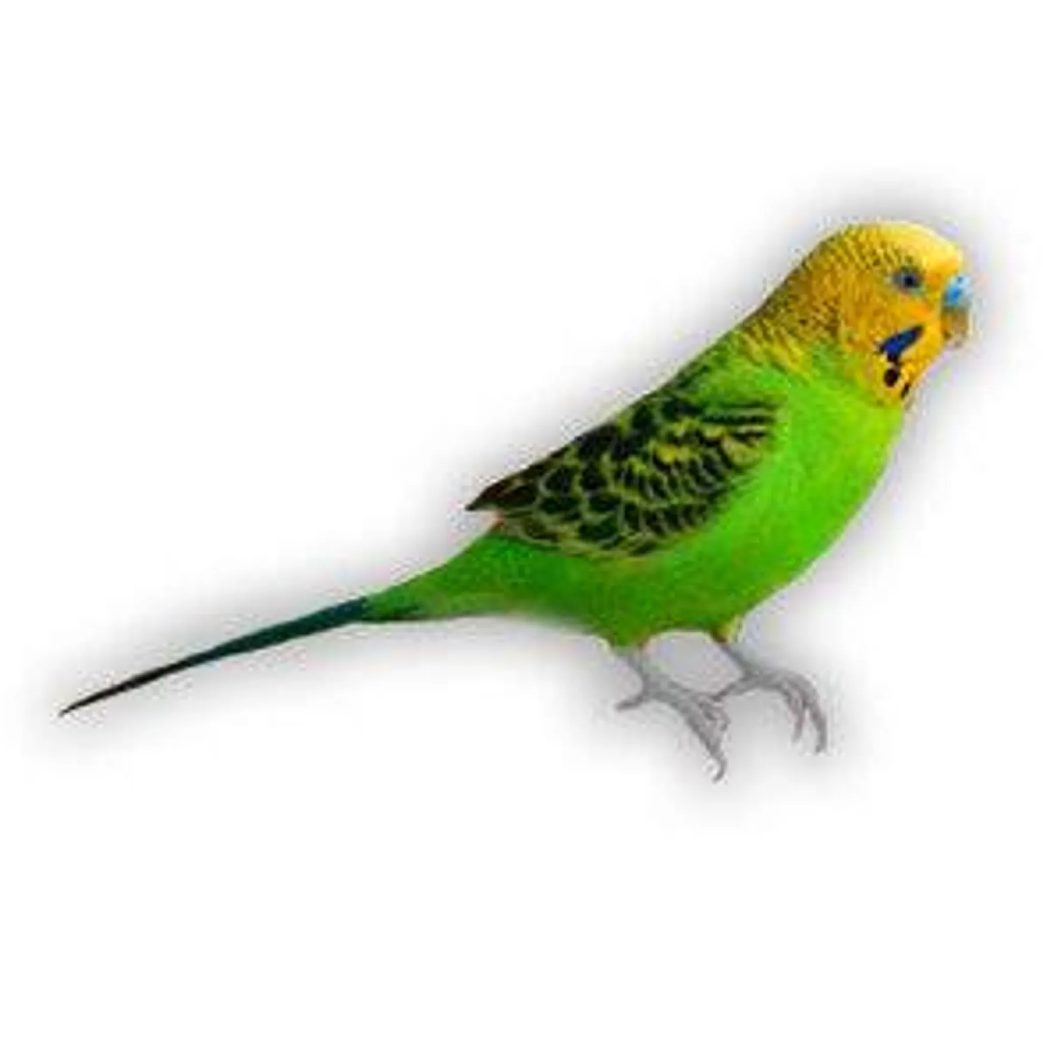 Budgewoi Netball Club