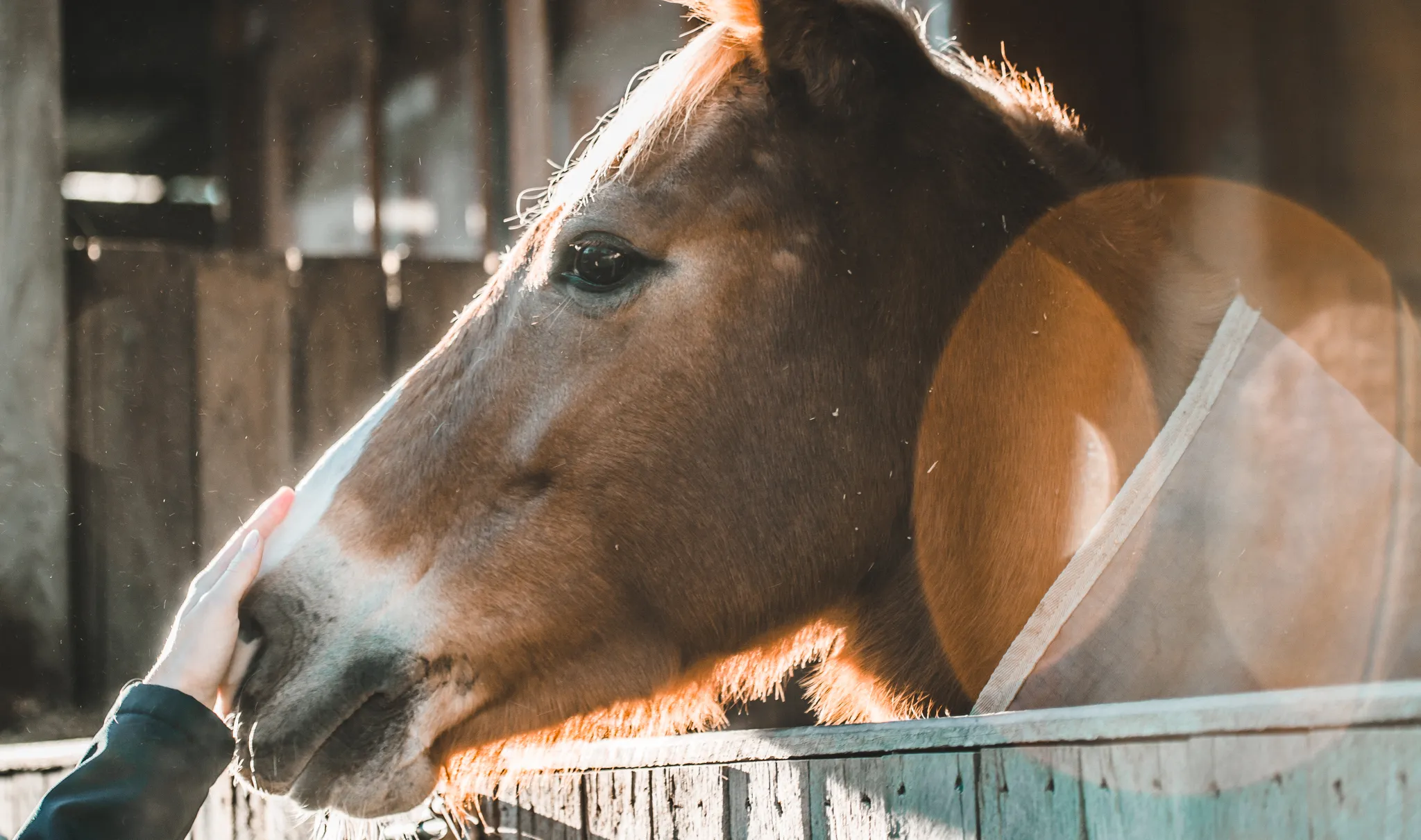 Para-Equestrian banner