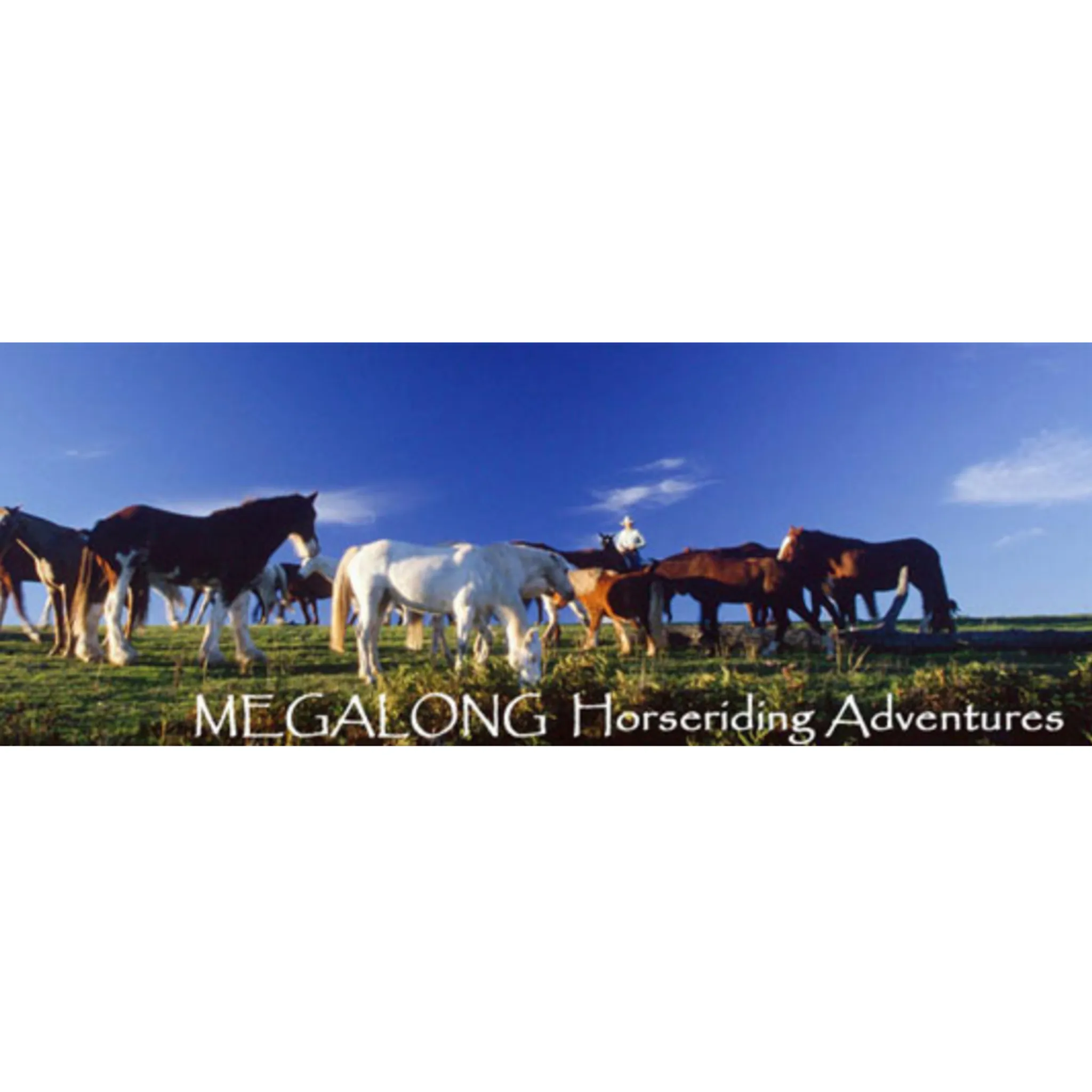 Blue Mountains Horse Riding