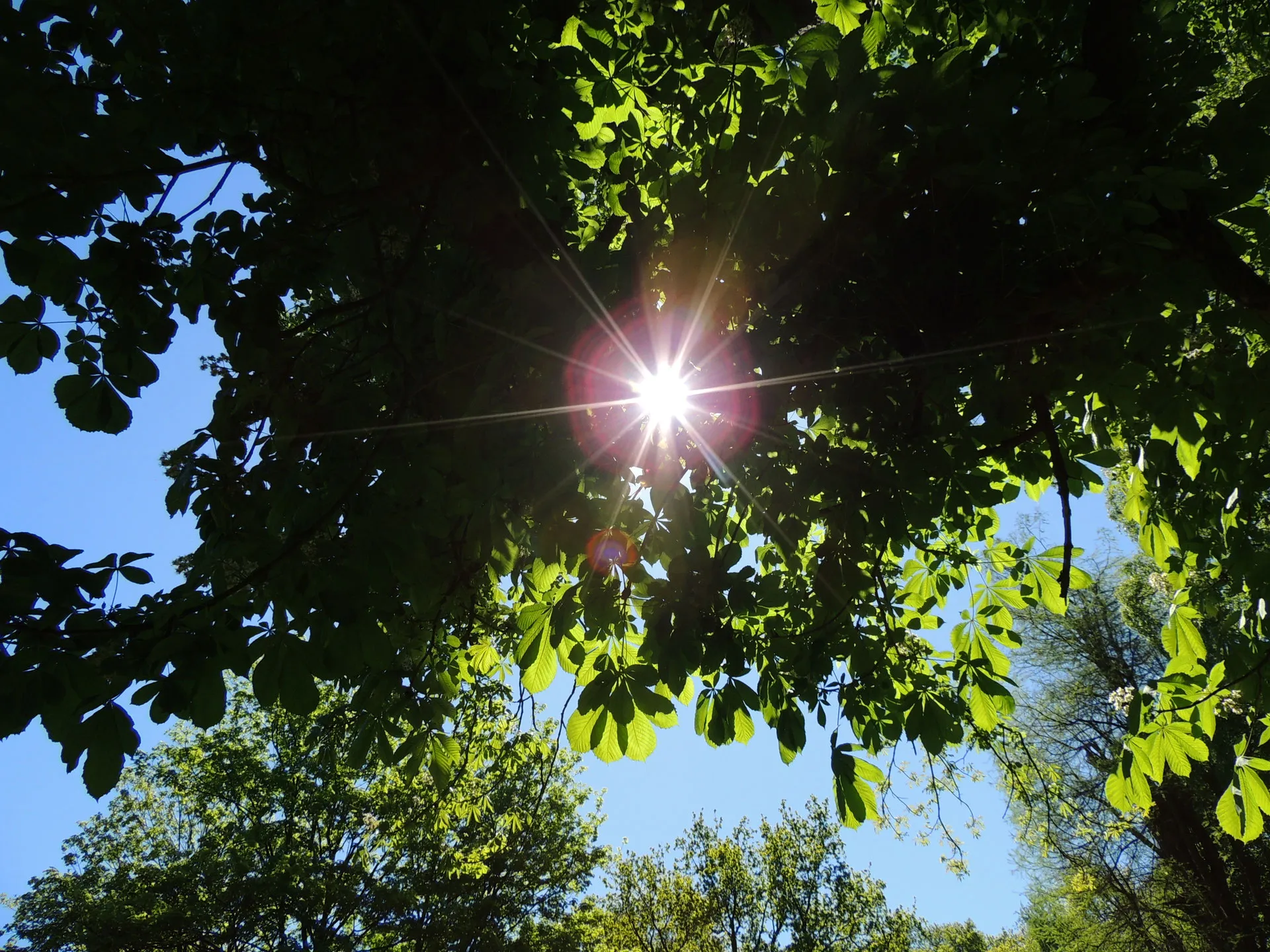 Lichtboom, meer dan yoga