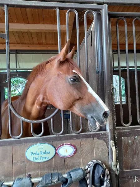 Centro Equestre il Casale A. S. D.