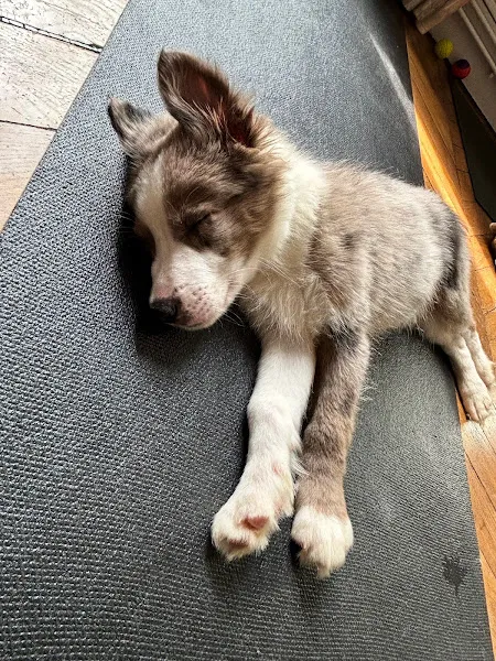 Puppy Yoga Center