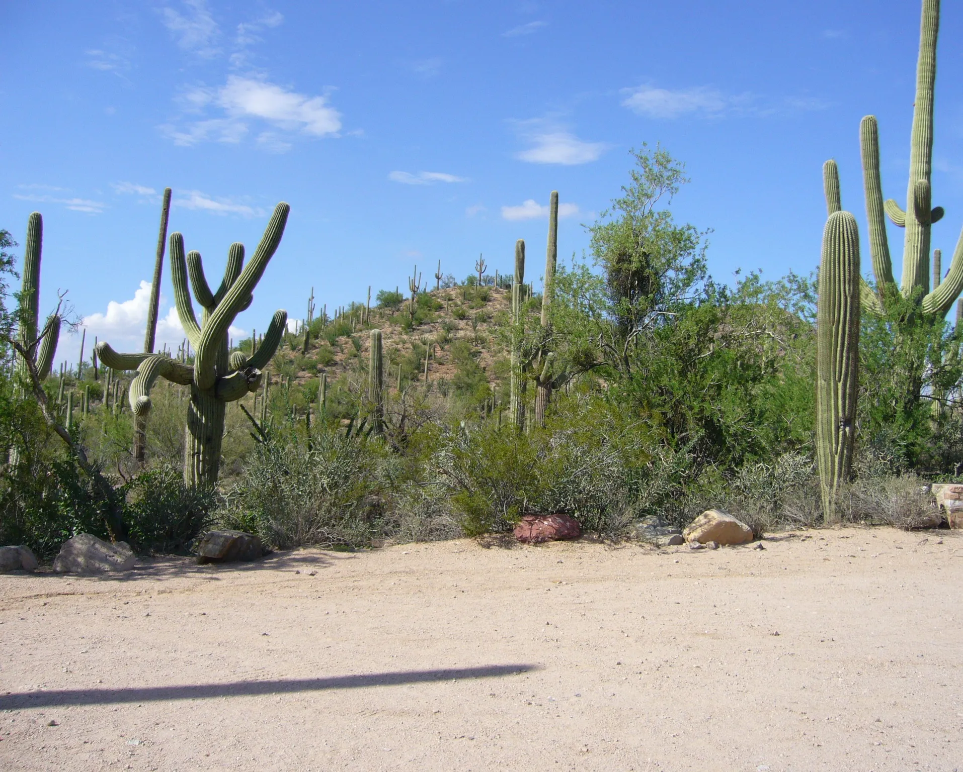 Cactus Country Dance