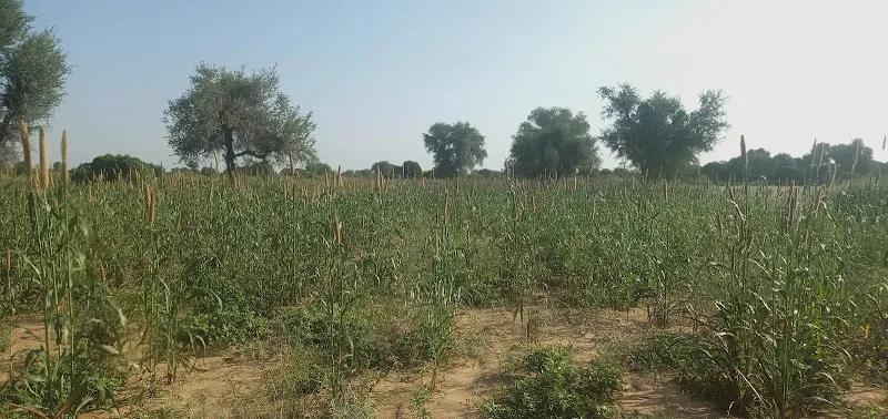 Tagaram Jangid