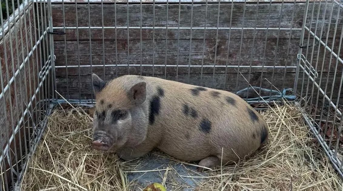 Strelnica Vištuk