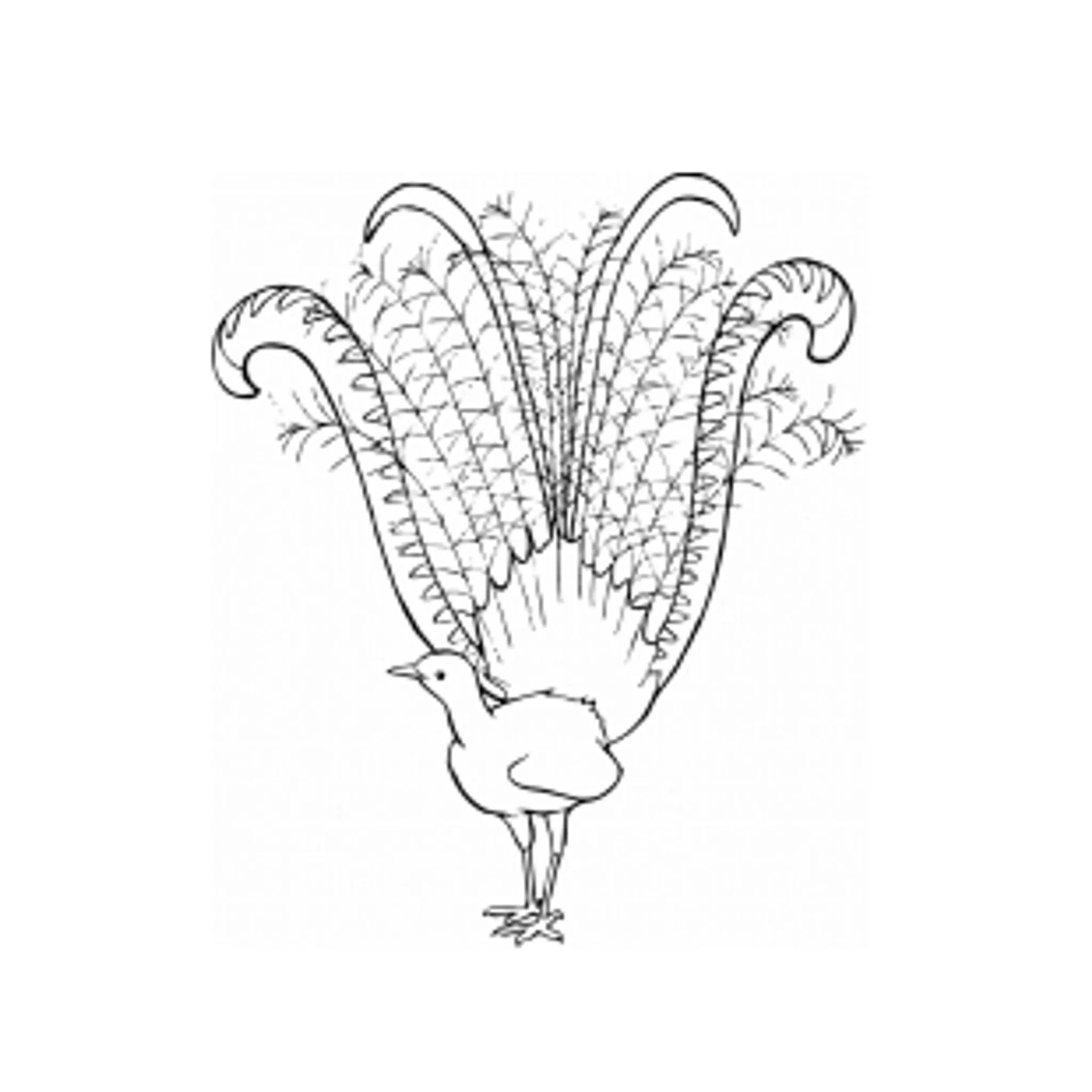 Shoalhaven District Cricket Association