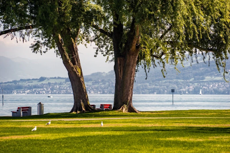 Drachenboot und Wassersportclub Bodensee