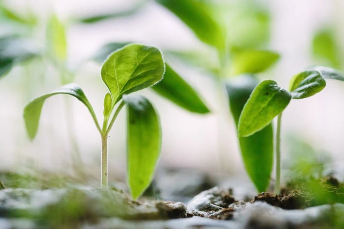 Yoga Permaculture