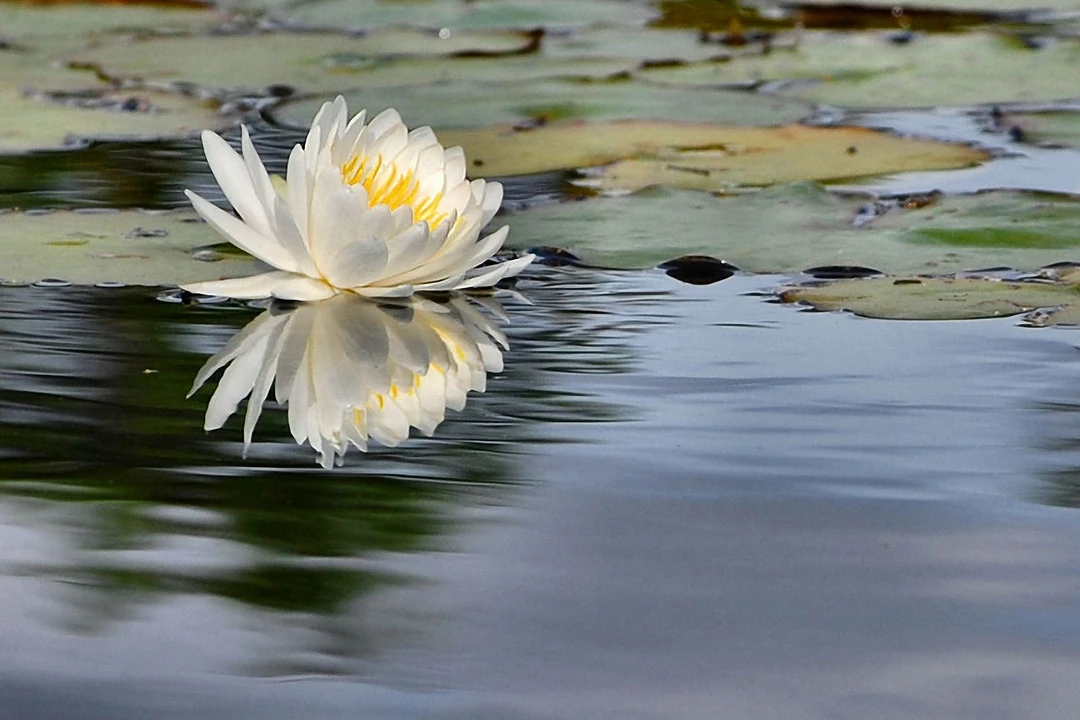 Center Yoga & Healing Arts