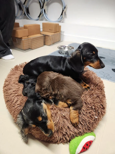 Puppy Yoga