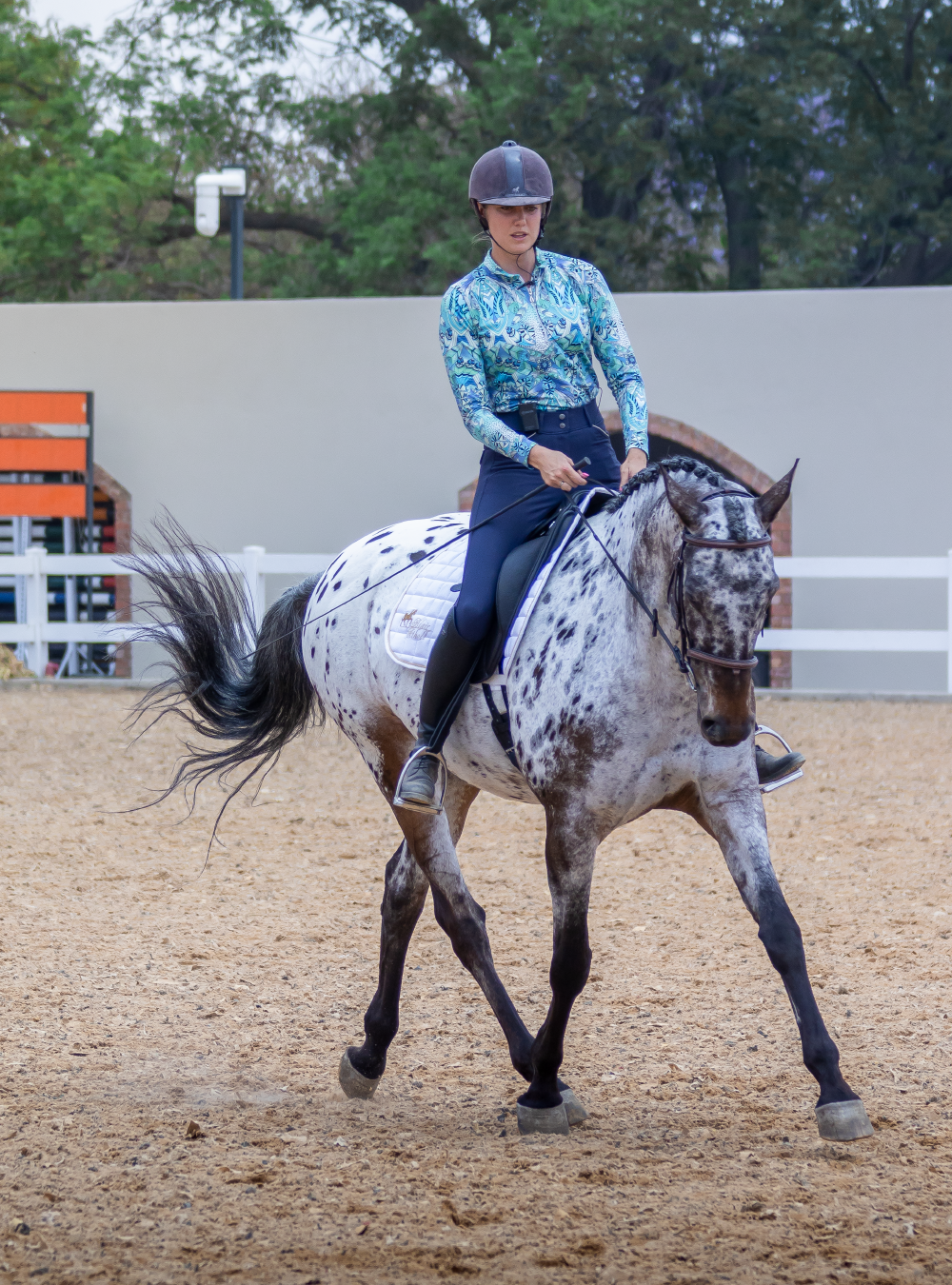 Equine Lingo