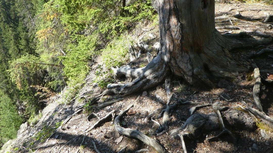 Wurzelbaum