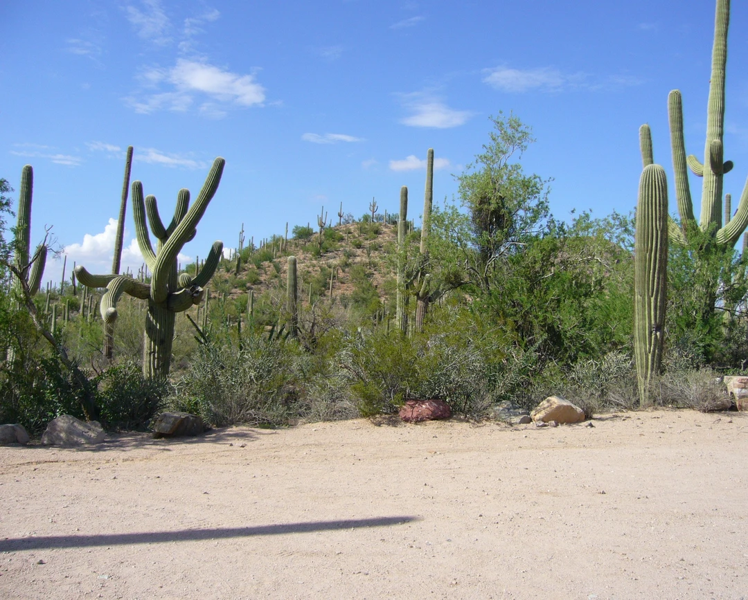 Cactus Country Dance