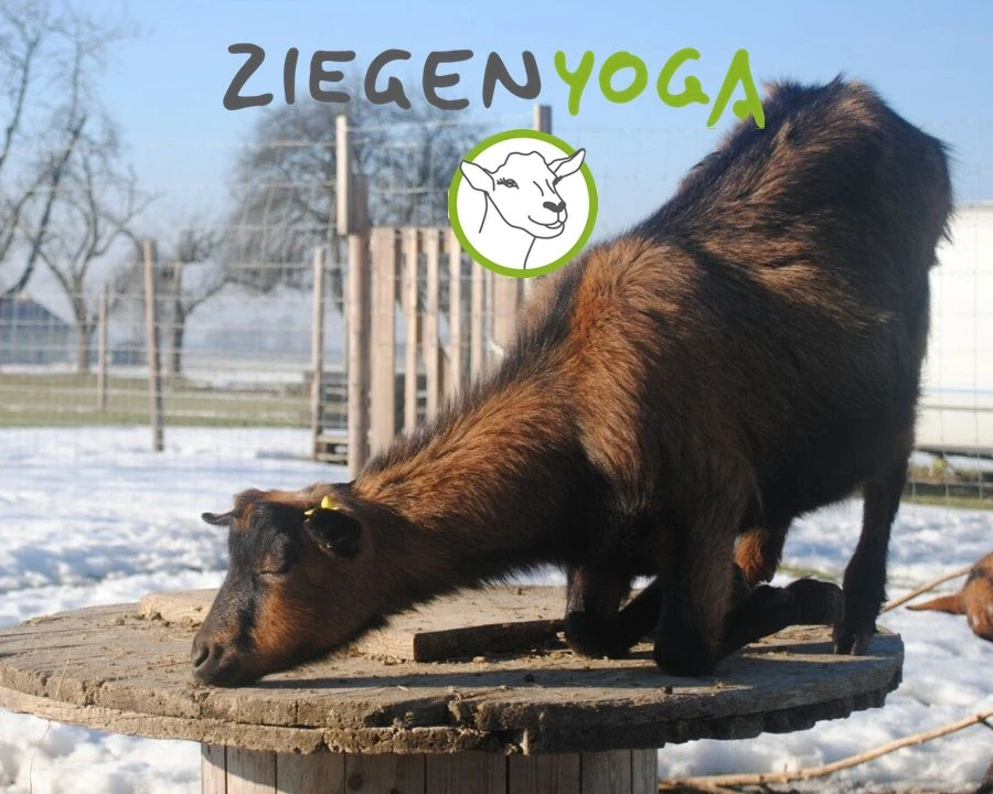 Ziegenyoga