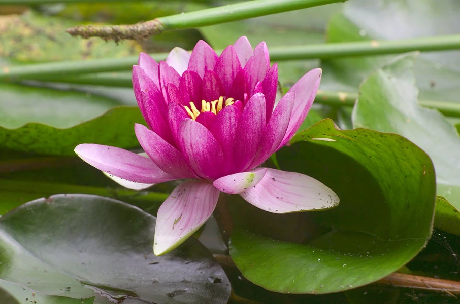 Bliss Within Yoga