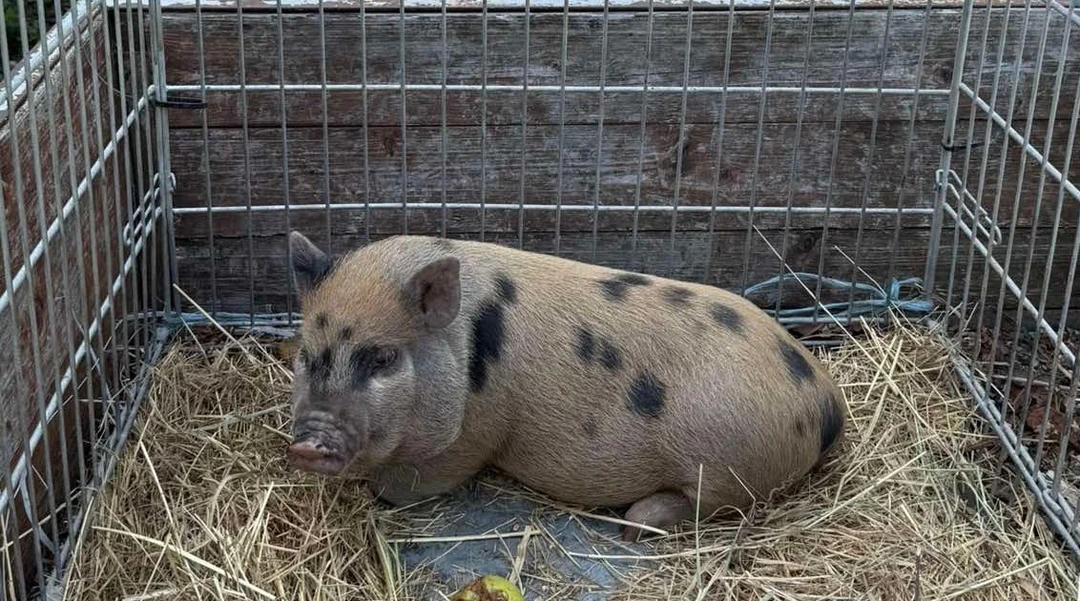 Strelnica Vištuk