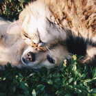 Behaviorist Animal Nantes 44 - Audrey Marquet - Comportementaliste Chat & Chien