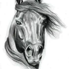 Hockley Equestrian Centre