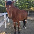 Haras Sables C-H-B