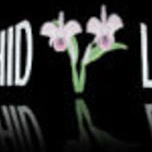 Orchid Lakes