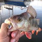Bretagne Pêche - Guide de Pêche
