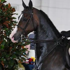 Phillips Performance Horses