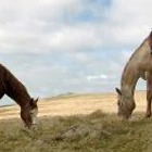 The Great Dartmoor Cattle Drives