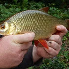 Wimborne and District Angling Club
