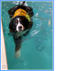 Summerhill Canine Hydrotherapy