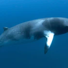 Swimming with Minke Whales on the Great Barrier Reef