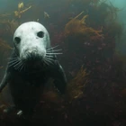 Seal Encounter Dive Trips