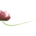 Sahaja Yoga Poitiers