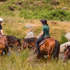 Dartmoor Trails Horseback Riding Experience