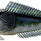 Seamist Fishing Charters