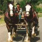 Clydesdale Horse Drawn Wagons