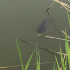 White House Farm Fishery