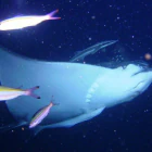 Hanging Rock Double Dive with Sunreef