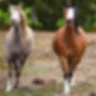 Outback Horse Trails
