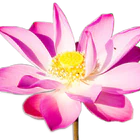 Ananda Sangha Bangalore- Kriya Yoga Meditation Centre
