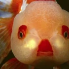 The Goldfish Bowl