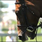 Westside Stables