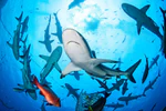 Swimming with Minke Whales on the Great Barrier Reef