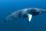 Swim with Minke Whales on the Great Barrier Reef