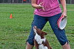 Canine Disc Introduction Class