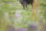 Passion du Gros Gibier 3 NUITS - 2 JOURS DE CHASSE