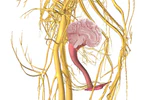 Cerveau abdominal et Cerveau pelvien